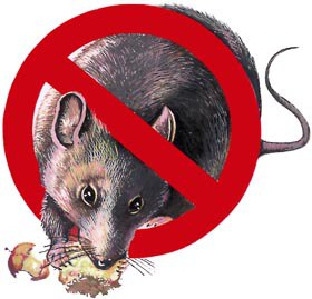 Крыса – побочный продукт цивилизации