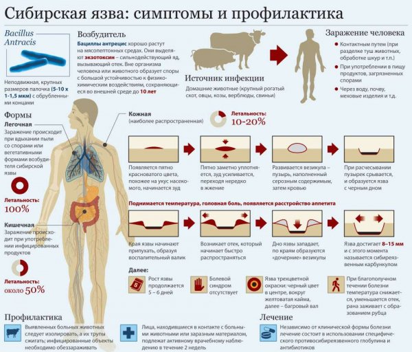 Особо опасные инфекционные заболевания холера чума оспа